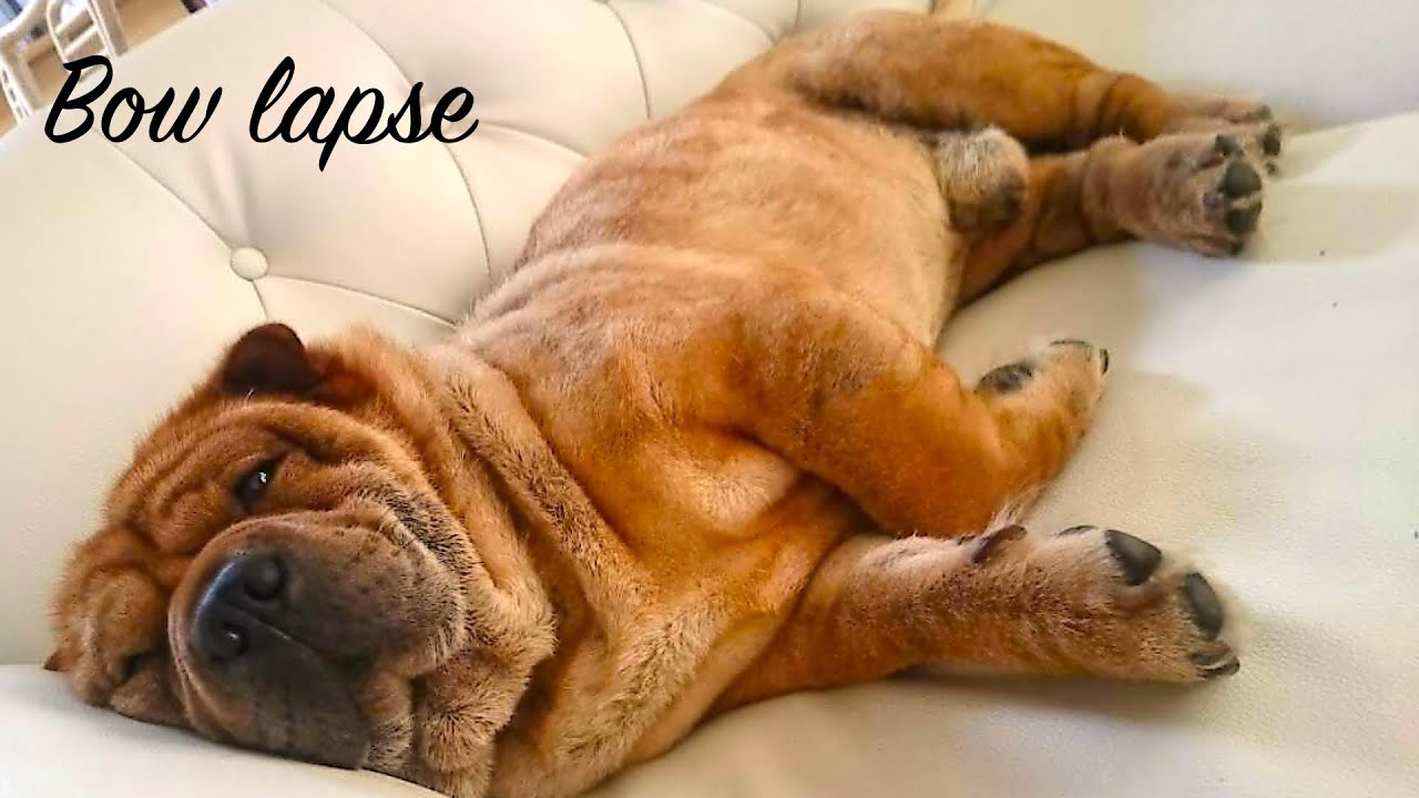 Time Lapse With Dog Shar Pei Kawaii タイムラプス動画 シャーペイ犬 Youtube Time Lapse With Dog Shar Pei Kawaii タイムラプス動画 シャーペイ犬 Youtube