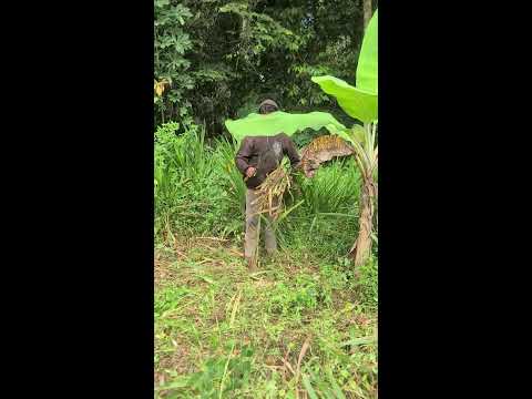 Livestock Feed Hack
