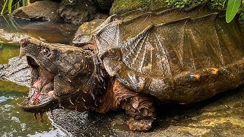 Surprise Alligator Snapper!! June POV Herping