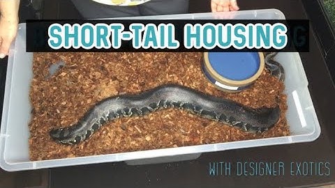 How to House Short-tail Pythons