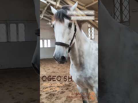OGEO SH PRE Wallach Geb 2019 Caballoespañol Barockpferd Horsevideo Iberianhorse Spanishhorse