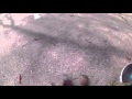 Best Dog Trainers In Houston TX, Appu 6mo Yorkshire Terrier with GoPro Vision on Heeling Best Dog Trainers In Houston TX, Appu 6mo Yorkshire Terrier with GoPro Vision on Heeling