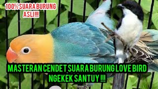 MASTERAN CENDET JUARA‼️Suara Love Bird Ngetik Disambung Ngekek Panjang Dan Santuy⁉️