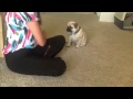 Cute 4-month-old Pug Puppy Performs Tricks