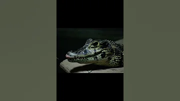Чёрный кайман
