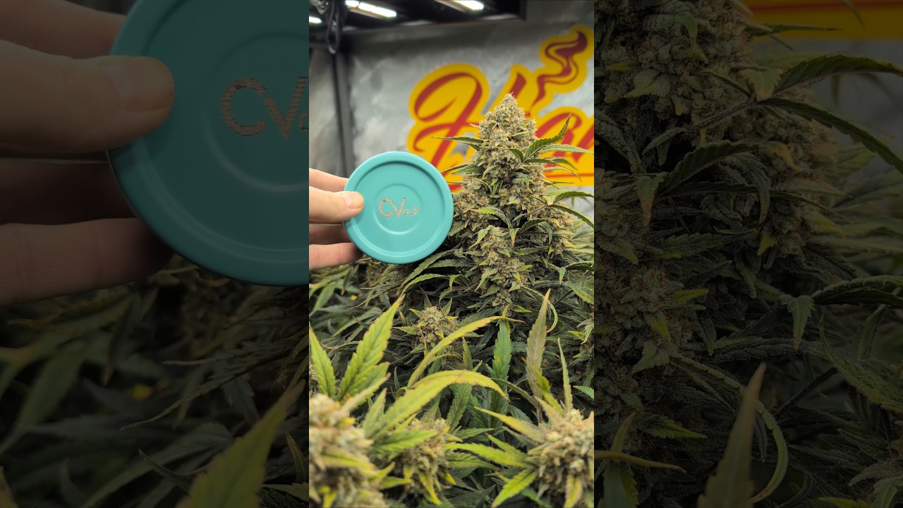 ОГРОМНОЕ количество печенья Gorilla вырастает в палатке 4x4 и бьет все рекорды!