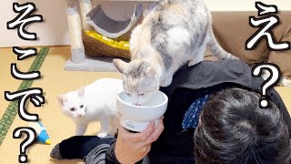 とうとう飼い主の上で水分補給までし始めたお猫様がこちら…