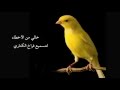 تغريد اصلي وخالي من الاخطاء لتسميع فراخ الكناري - Ecolage - L'Eden des Canaris