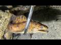 🐟️Diving under the sea to catch eels, crabs and sea cucumbers | Part 267-1