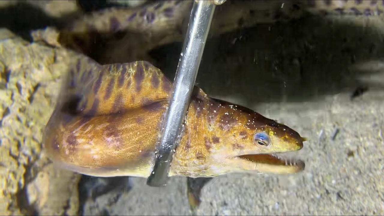 🐟️Diving under the sea to catch eels, crabs and sea cucumbers | Part 267-1