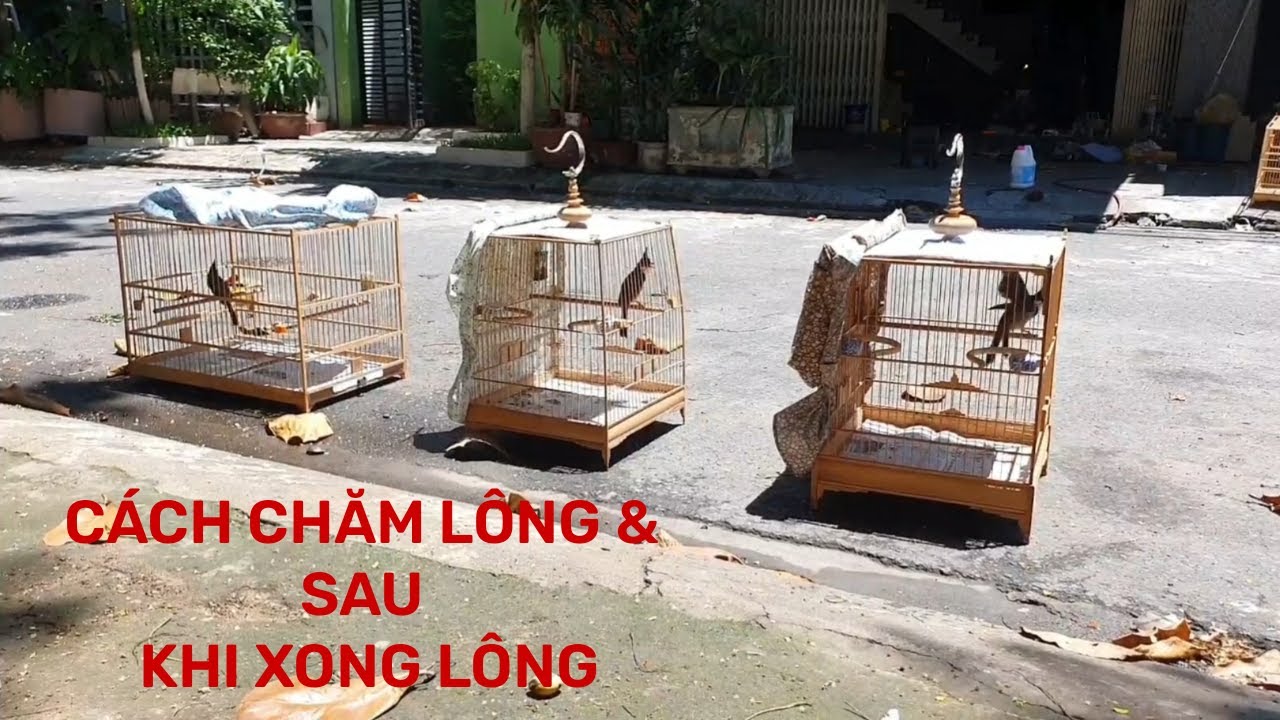 CÁCH CHĂM LÔNG VÀ SAU KHI XONG LÔNG//VIDEO CHỈ MANG TÍNH CHẤT THAM KHẢO NHÉ AE