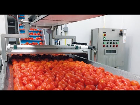 Watch how this machine sorts green tomatoes from red tomatoes