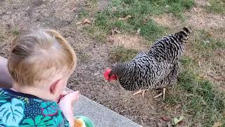 Chickens eating Tomatoes, Bread and Grapes; Do chickens love it?  You Bet! Do Chickens Like Grapes