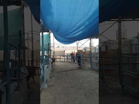 عجل شراري قوي هجم على الشخص الي بصور