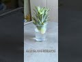 growing pineapples in used plastic cups #shorts