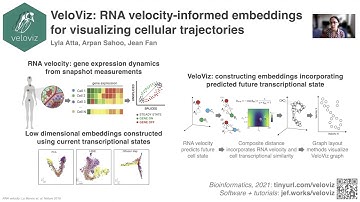 RNA-velocity informed embeddings for visualizing cellular trajectories with VeloViz