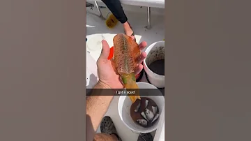 I Caught A Squid In South Florida Offshorefishing Fishing Squid Saltwaterfishing Snapper 