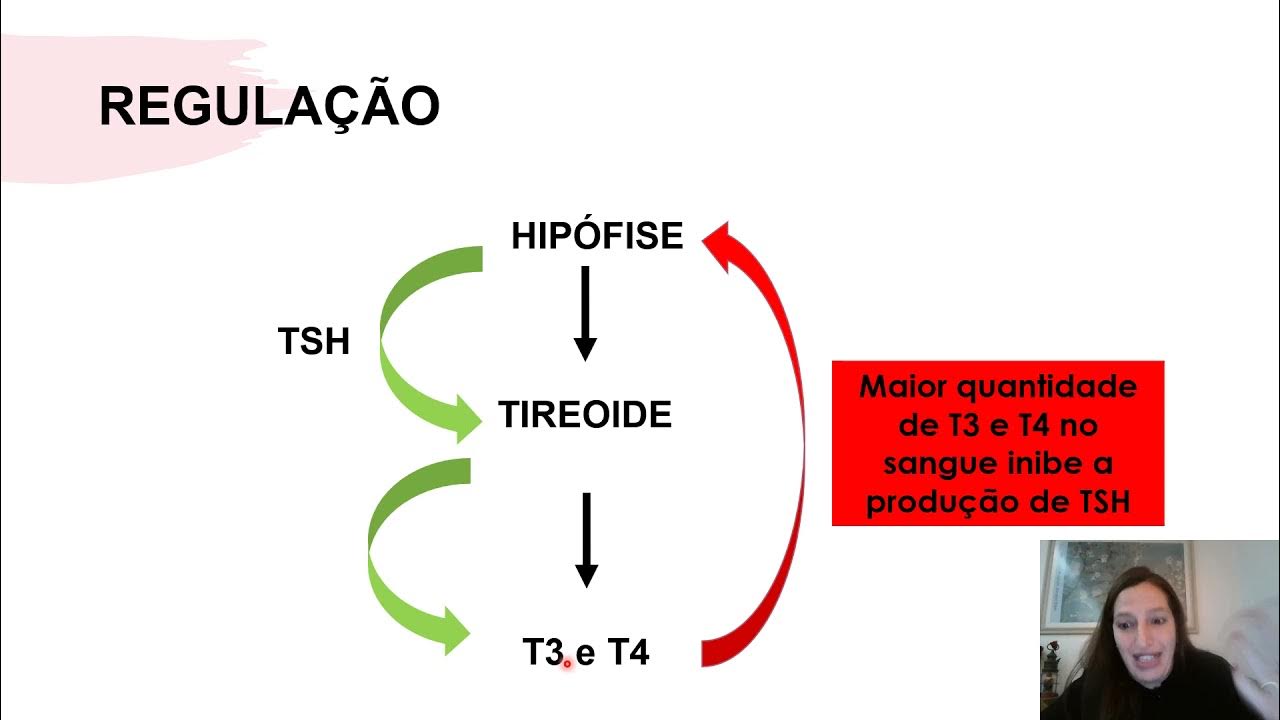 Tireoide (T3 e T4) e regulação (TSH) YouTube