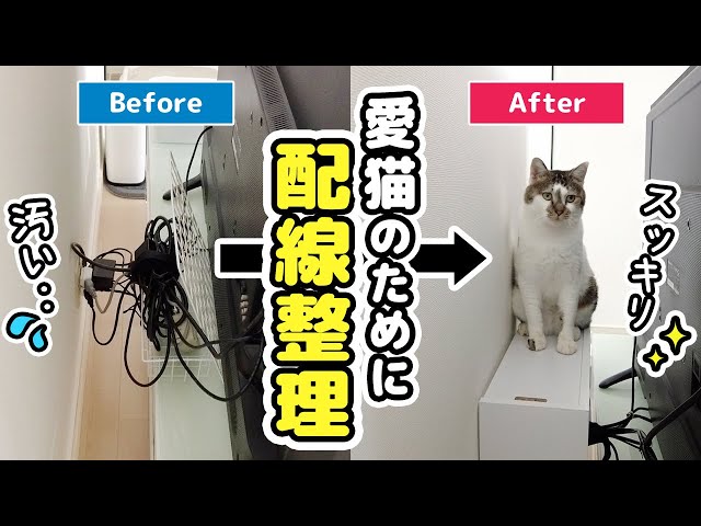 green猫の部屋様 The whole house is a cat tower!? We discovered a