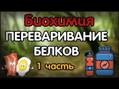 Биохимия. Лекция 43. Переваривание белков. 1 часть