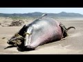 Exploding whales - sinking a fishy fossil theory