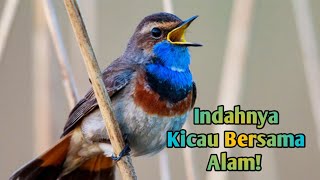 Indahnya Kicau bersama Alam!!!