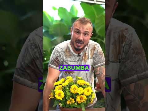 Vídeo: Zinnia rastejante no jardim - Aprenda sobre cuidados com zínia rastejante