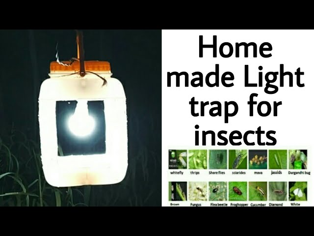 light trap for insects | Homemade | desi jugad class=