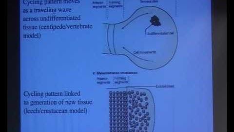 Dr. Ariel Chipman - Reconciling conflicting morphological and molecular data ...