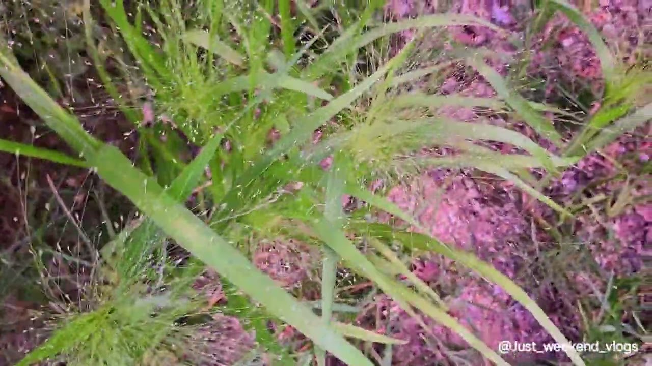 Witchgrass | Panicum Capillare