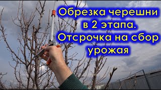 Обрезка черешни в 2 этапа с отсрочкой на урожай