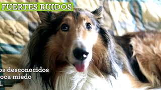 Ansiedad en perros ¿sabes cuál es su causa? by Tiendanimal 221 views 3 years ago 1 minute, 2 seconds