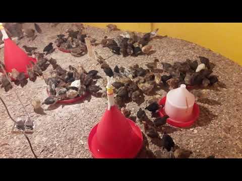 پرورش مرغ بومی در مشاغل خانگی