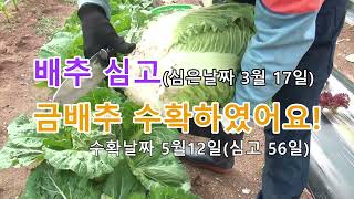 방법만 알면 재배가 쉬운 봄배추 이야기. #farming #gardening #꿈구는텃밭,