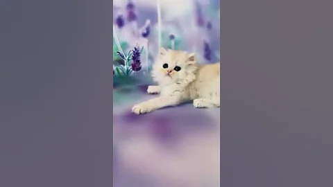 Video 3093361: scottish longhair, cats scottish highland, longhair kitten, lovely scottish