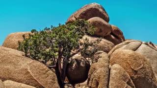 Jumbo Rock Campground in Joshua Tree National Park