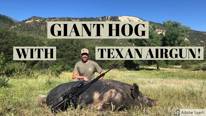 GIANT COLORADO HOG HUNT WITH AIRFORCE TEXAN BIG BORE AIRGUN W/CF BOTTLE LSS/SS