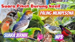 SUARA PIKAT BURUNG KECIL DAN BESAR AMPUH ANTI ZONK MP3, SUARA PIKAT SEMUA BURUNG
