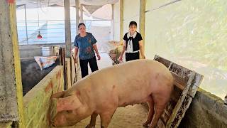 Yen Chi sold all the pigs she had raised