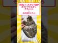 保護して1ヶ月の子猫がかわいすぎるwww見てw→その姿がこちら #5ch #猫 #保護猫