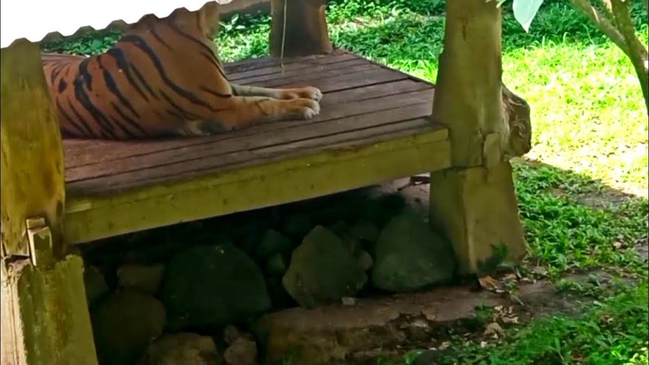 Kebun Binatang Garut, Cikembulan Zoo, Tempatnya Begini Tapi Satwanya