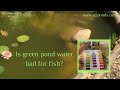 Is green pond water bad for fish?