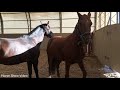 Thoroughbred Horse Breed Successful Horse Breed Tyt Equestrian