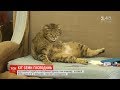 Кіт-хитрун ласує смаколиками одразу в 7 господинь у Одесі