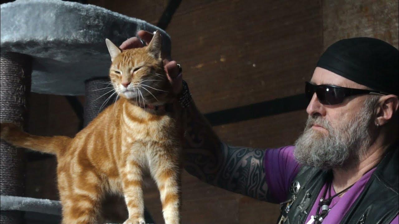 Petrebels cat trees Scenic View 197 Grey YouTube