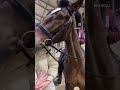 Вся суть Гоши в одном видео))) #конныйспорт #конь #лошадь #horse #equestrian #horseriding