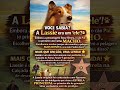 O Segredo que ninguém te contou: você sabia que a Lassie era macho? 🐶🐾