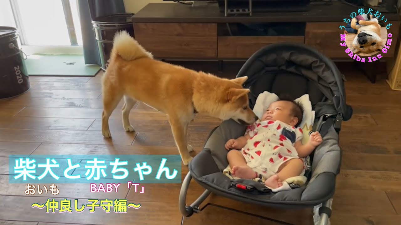 柴犬と赤ちゃん 〜仲良し子守編〜 14 - YouTube