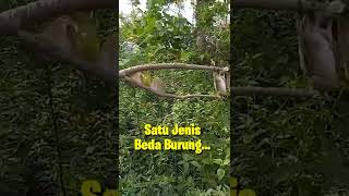 BERUNTUNG SEKALI ‼️ MIKAT PERKUTUT DAPET BURUNG INI ‼️