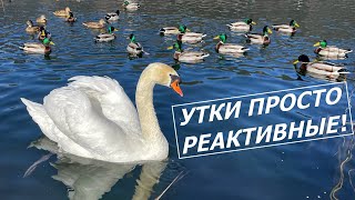 Лебеди и реактивные утки. Вечер на альпийском озере